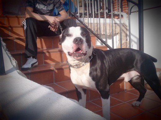 EST  SOY  YO UN PITT  BULL  MUY SIMPATIKO  Y DISPUESTO  NO TNG  LOS PAPELES DE PEDIGREE MJOR  CONOCERM PERSONALMENTE 